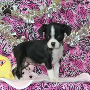 Linnet, Boston Terrier Mix Puppy